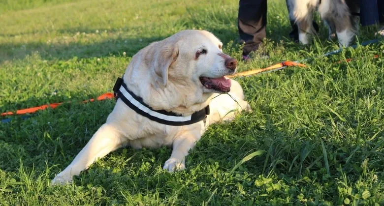 犬は人より熱中症になりやすい