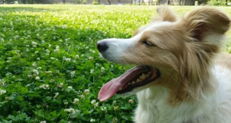 犬の避妊、去勢の時期について